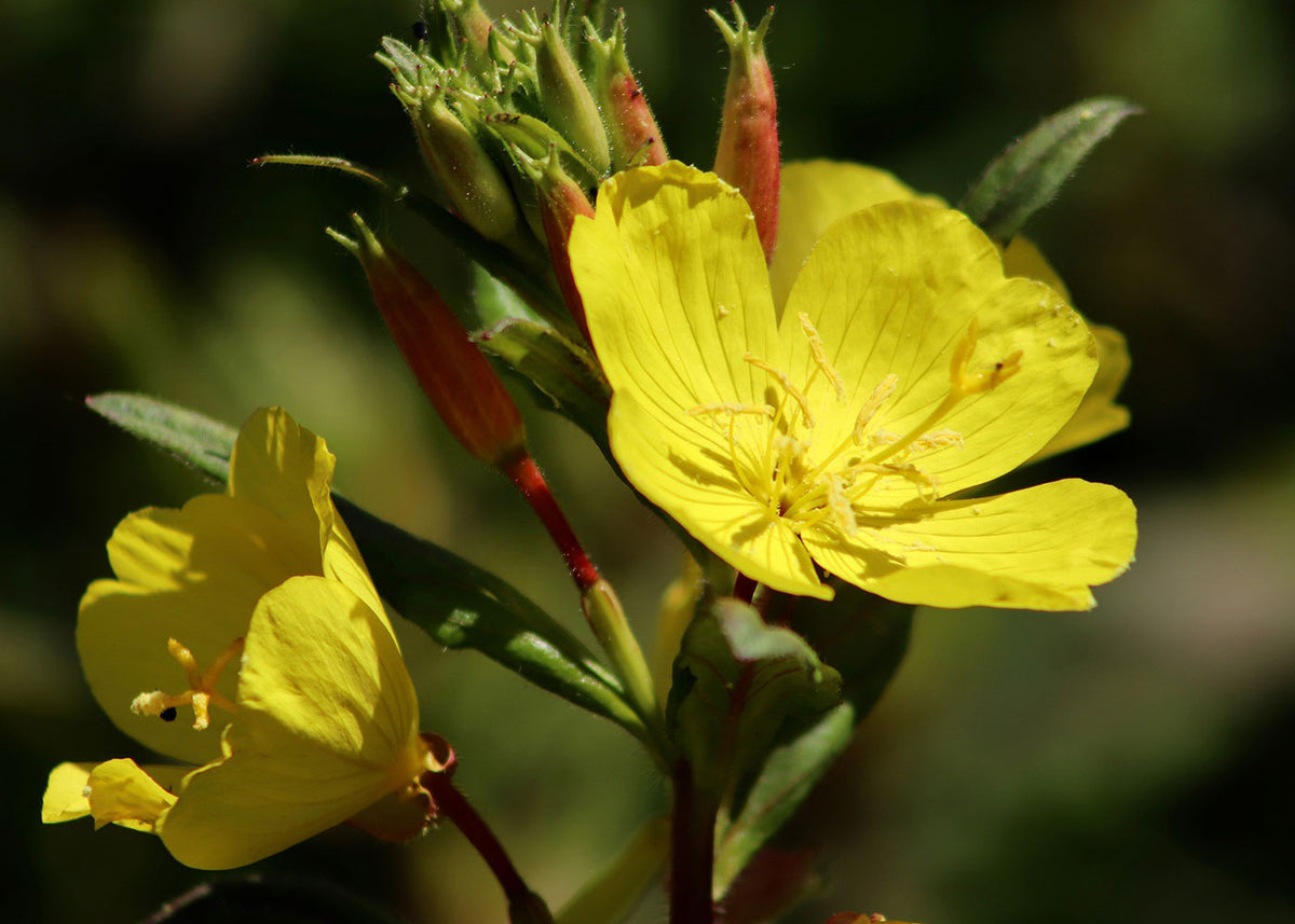 Chanvre - Huile biologique Qualité Qc – Les Âmes Fleurs