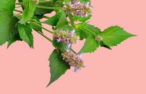 Agastache - Hydrolat qualité Qc