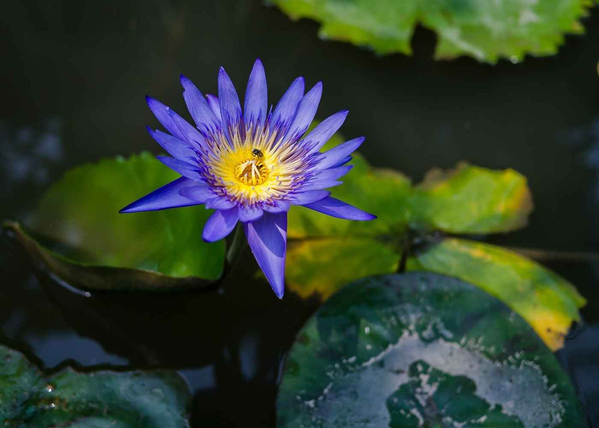 What Is Egyptian Blue Lotus Flower Good For