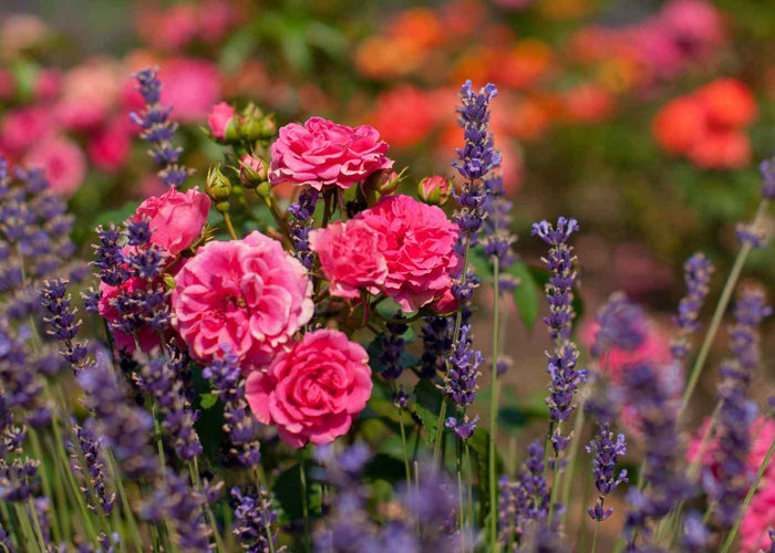 Floral tonic