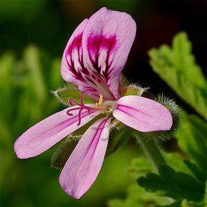 Geranium bourbon - hydrosol organic