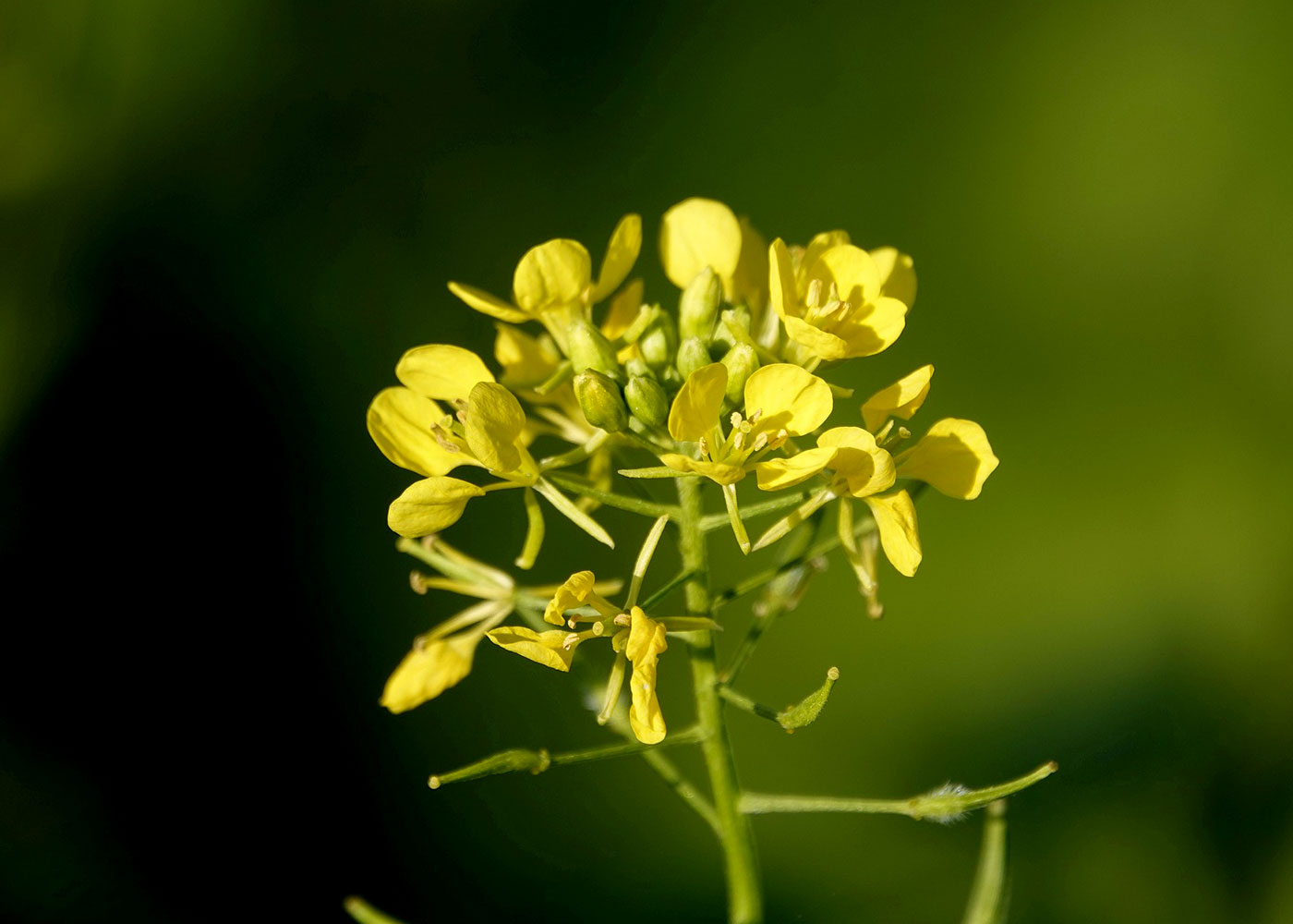 Huile Végétale Bio de graines de moutarde - Lueur du Sud
