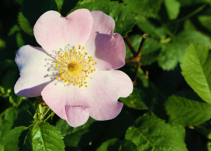 Huile de soin Rose musquée de Patagonie Bio