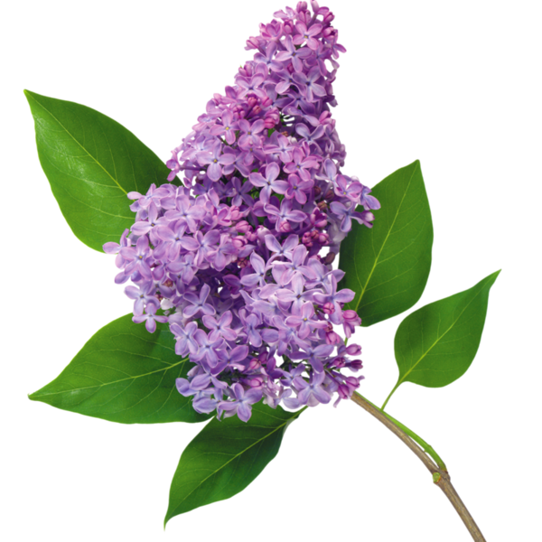 Allerleirauh. Lilac Enfleurage Perfume. Lilac Enfleurage, Apricot, Oakmoss,  Rosa Damascena, White Cedar. Vegan Fairy Tale Scent. July 2023 -  Canada